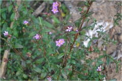 Osbeckia aspera